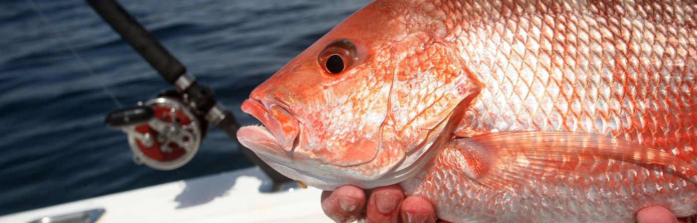 Franklin County, Florida – A Red Snapper Paradise - Coastal Angler